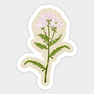 Yarraw Plant Botanical Sticker